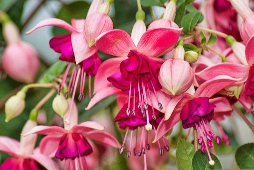 Fuchsia – dekorativt farvespil